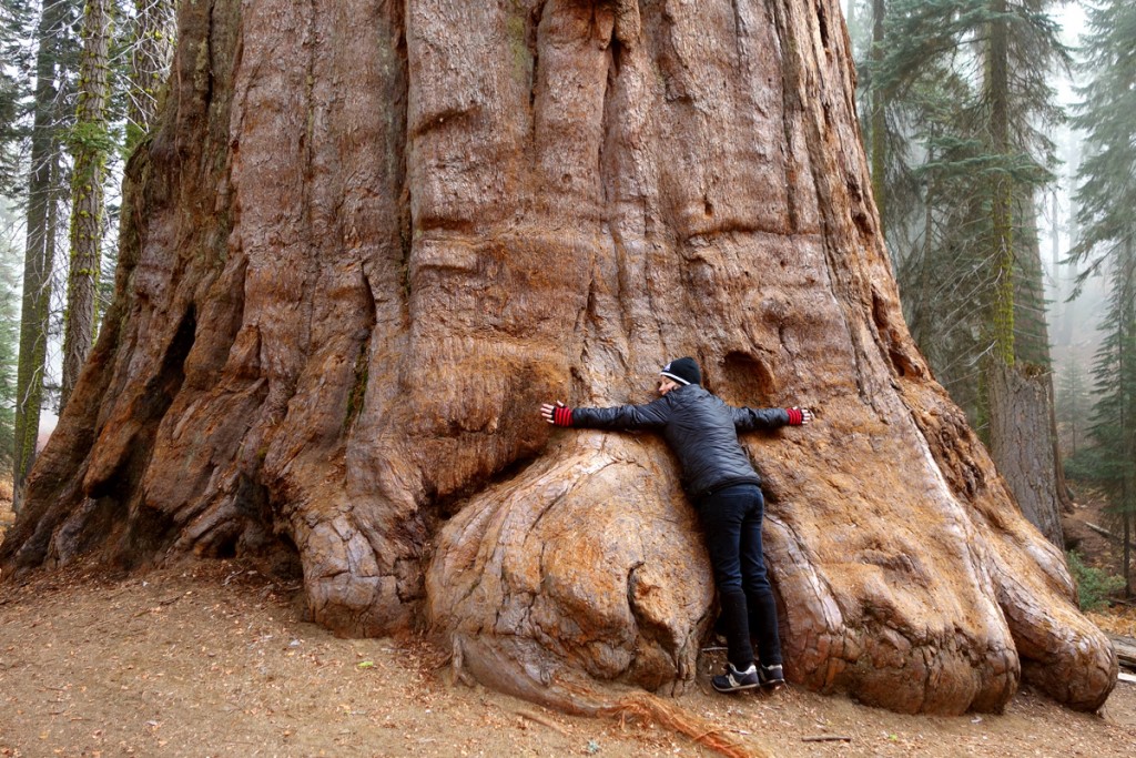 Folkstar with a Giant Sequoia